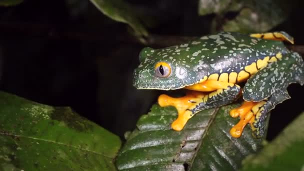 Video Von Amazonas Laubfrosch Auf Pflanze Cruziohyla Craspedopus — Stockvideo