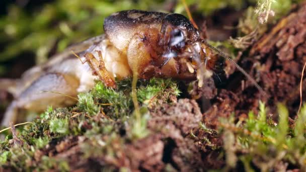Video Mole Cricket Gryllotalpa Tropische Soorten Uit Ecuador Verzorgen Graven — Stockvideo