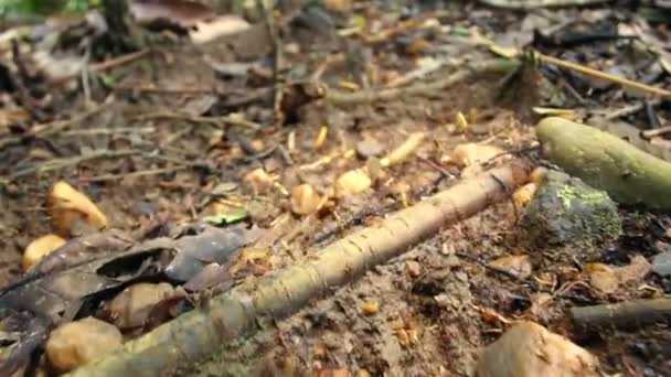 Video Von Ameisenblattschneidern Die Kolonie Von Ameisensoldaten Läuft — Stockvideo