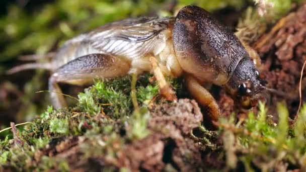 Video Mole Cricket Gryllotalpa Especies Tropicales Ecuador Preparándose Cavando Musgo — Vídeo de stock