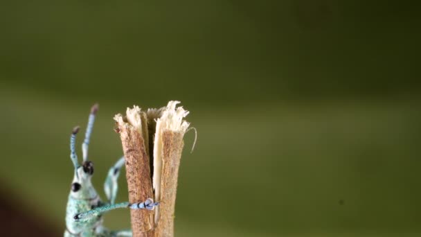 Glitter Weevil Bug Compsus Una Especie Verde Brillante Amazonía Ecuatoriana — Vídeos de Stock