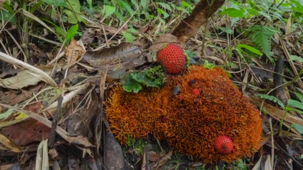 Video Von Früchten Achiote Bixa Orellana Boden Mit Gras Und — Stockvideo
