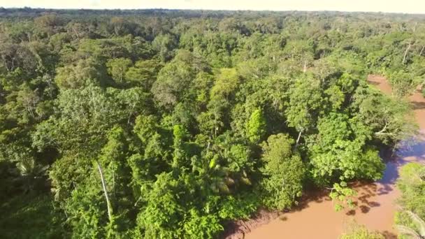 Vista Aérea Del Paisaje Forestal Con Árboles Selva Tropical Amazonía — Vídeos de Stock