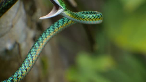 Video Parrot Orm Leptophis Ahaetulla Ecuadorian Amazon — Stockvideo