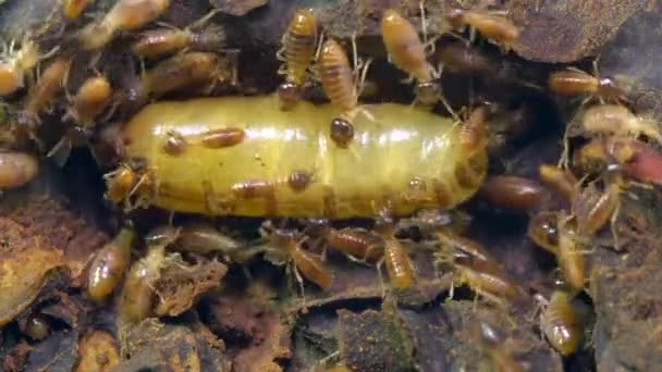 Video Regina Termite Termiti Insetti — Video Stock