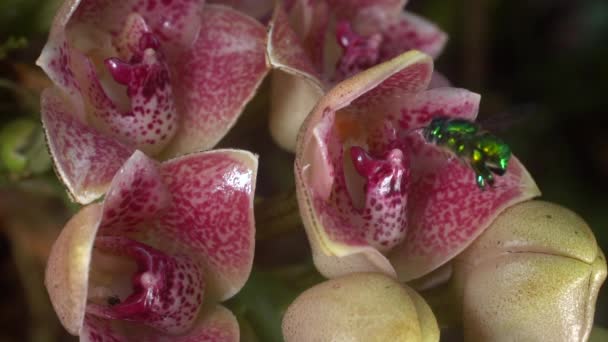 Slow Motion Video Skott Orkidé Lycomormium Ecuadorense Blommor Med Euglossine — Stockvideo