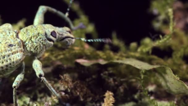 Videó Glitter Weevil Bug Compsus Fényes — Stock videók