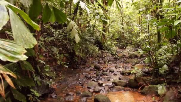 Flodånga Vattenflöde Vild Tropisk Skog Video — Stockvideo