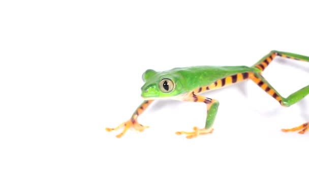 Відео Tiger Striped Leaf Frog Studio Phyllomedusa Tomopterna Білій Поверхні — стокове відео