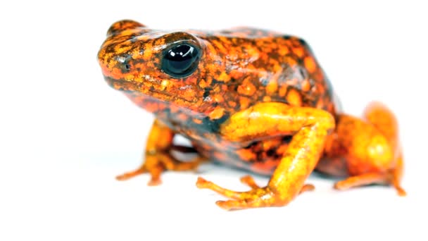 Video Harlequin Poison Frog Western Ekuador Durango Orange Frog — Stok Video