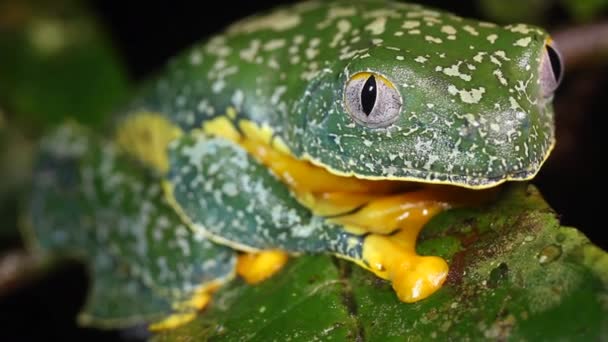 Filme Amazon Leaf Frog Cruziohyla Craspedopus — Videoclip de stoc