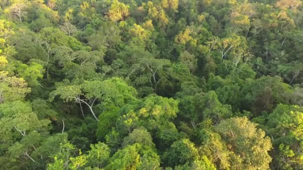 空中からの眺め森林景観のドローン映像 — ストック動画