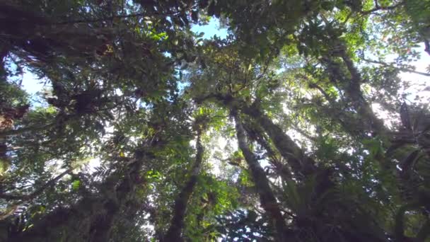 Vista Inferior Árboles Largos Follaje Flora Natural — Vídeos de Stock