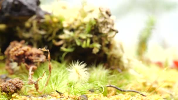 vidéo de grenouille brune rampante, Guacamayo Crapaud dodu, Osornophryne guacamayo 