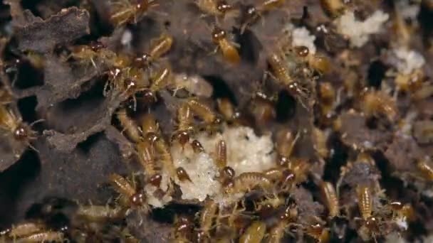 Time Lapse Video Nasute Termites Försvarar Paus Tropisk Regnskog Ecuador — Stockvideo