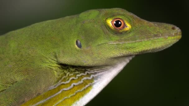 Shaugnessey Nin Anole Anolis Mücevher Kertenkelesi Çiğ Lapalı Erkek Batı — Stok video