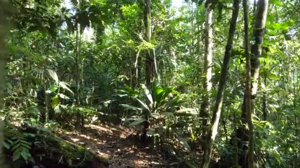 Wanderung Durch Amazonas Regenwald Unberührten Regenwald Rio Tiputini Provinz Orellana — Stockvideo
