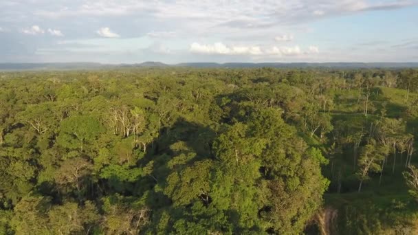 Video Van Groene Bosbomen Zomer Landschap — Stockvideo