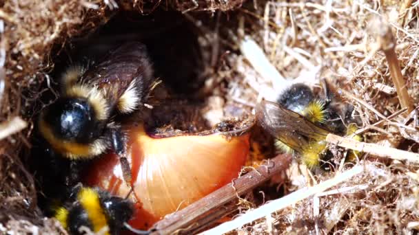 Vídeo Câmera Lenta Abelhas Bumble Fazendo Ninho Torno Uma Concha — Vídeo de Stock