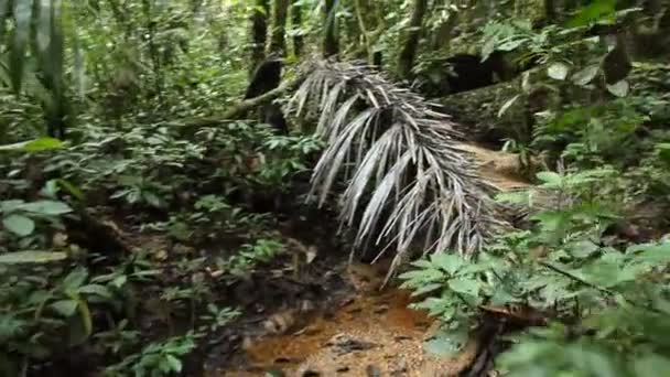 Vapor Río Flujo Agua Bosque Tropical Salvaje Vídeo — Vídeos de Stock