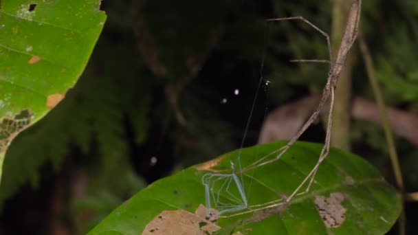 Vídeo Ogre Faced Spider Deinopis Segurando Sua Web Pronta Para — Vídeo de Stock