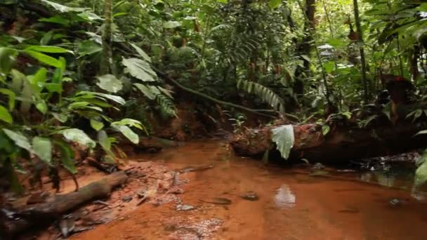 Video Río Selvas Tropicales Amazonía Ecuatoriana — Vídeos de Stock