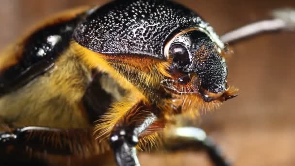 Makro Çekim Kahverengi Kıllı Böceğin Videosunu Kapat — Stok video