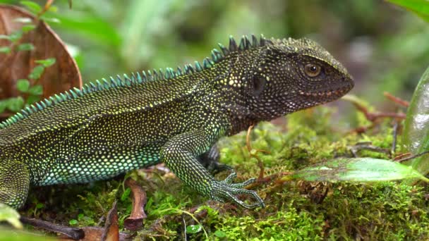 Video Leguan Ödla Reptil Mossa Regnskog Västra Ecuador — Stockvideo