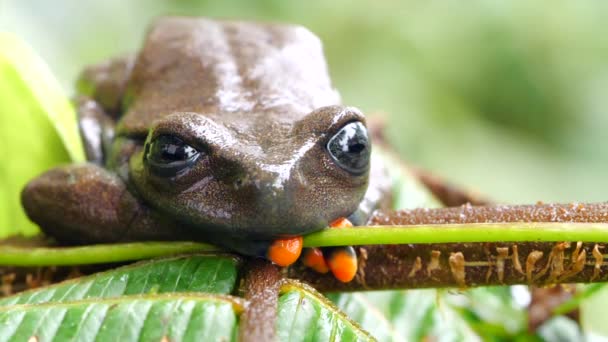 Vídeo Câmera Lenta Saltando Lindas Treefrog Hyloscirtus Lindae Amazônia Equatoriana — Vídeo de Stock