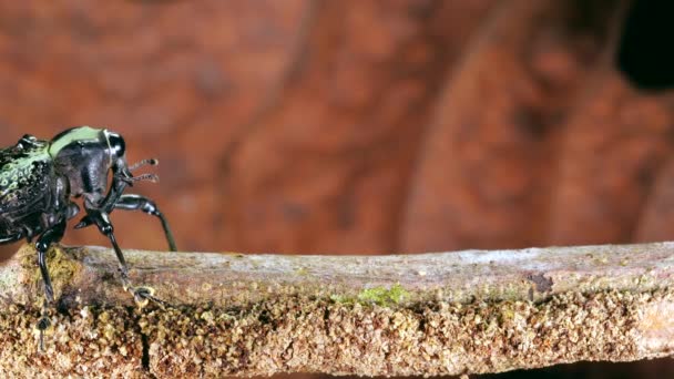 Video Strange Looking Weevil Walks Branch Rainforest Ecuador — Stock Video