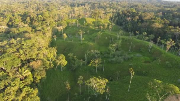 bezpilotní video zelené lesní krajiny se stromy, letecký pohled