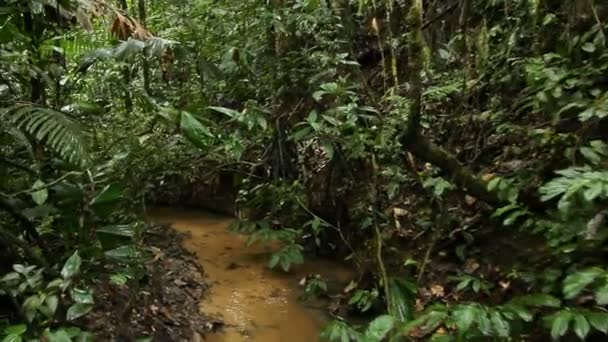 Vapore Fiume Flusso Acqua Nella Foresta Tropicale Selvaggia Video — Video Stock