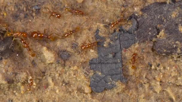 Vídeo Colônia Formigas Marrons Correndo Chão Com Folhas — Vídeo de Stock
