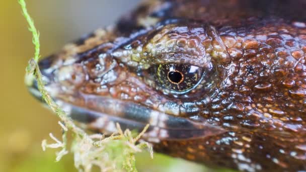 Video Horrible Lagarto Espinoso Echinosaura Horrida — Vídeos de Stock