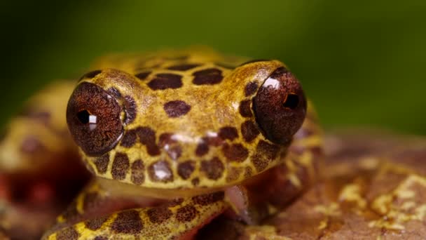 Harlequin Poison Frog Oophaga Atica Video Frog — стоковое видео