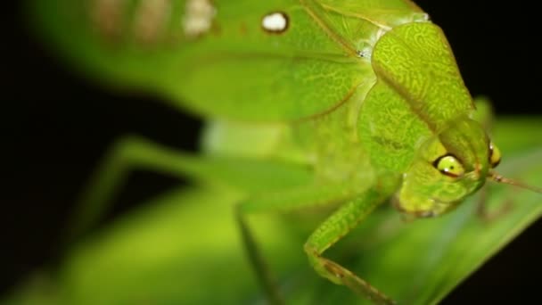 Βίντεο Του Green Rainforest Katydid Grasshopper Κρίκετ — Αρχείο Βίντεο