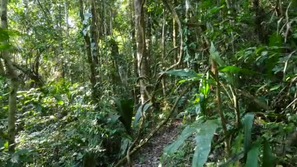 Wanderung Durch Amazonas Regenwald Unberührten Regenwald Rio Tiputini Provinz Orellana — Stockvideo