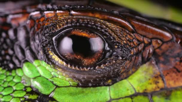 Video Forest Whiptail Lagarto Kentropyx Pelvic Eps Ojo Parpadeante Cámara — Vídeos de Stock