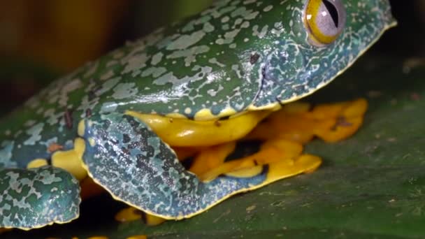 Video Amazon Leaf Frog Cruziohyla Craspedopus — Stock video