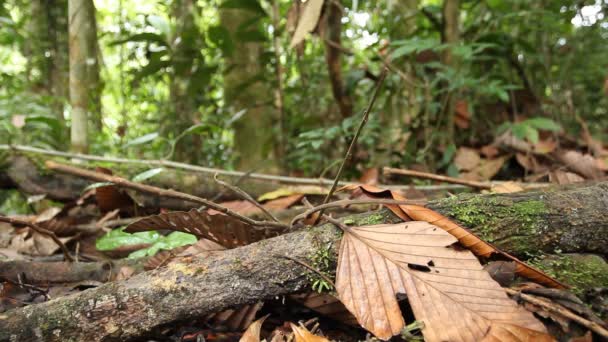 Yağmur Ormanları Boyunca Koşan Karıncaların Videosu Ekvador Amazon — Stok video