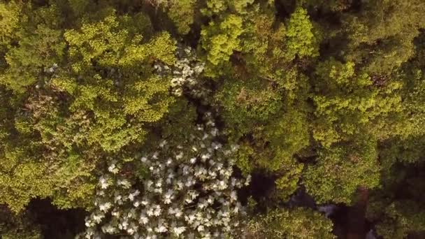 vidéo de drone d'arbres avec des feuilles vertes, flore et botanique 