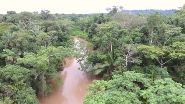 Εναέρια Προβολή Βίντεο Του Τοπίου Δάσος Δέντρα Τροπικά Τροπικά Δάση — Αρχείο Βίντεο