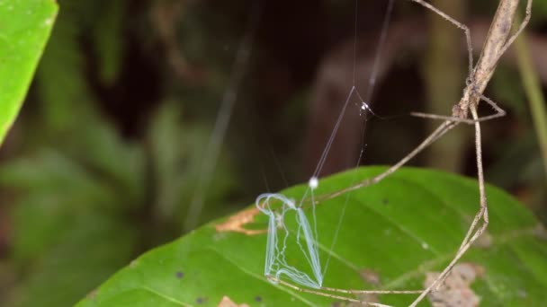 Video Ogre Faced Spider Deinopis Håller Sitt Nät Redo Att — Stockvideo