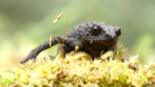 Video Plazící Hnědé Guacamayo Plump Toad Osornophryne Guacamayo — Stock video