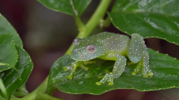 Video Von Resplendent Cochran Frog Auf Pflanzenblatt Cochranella Resplendens — Stockvideo