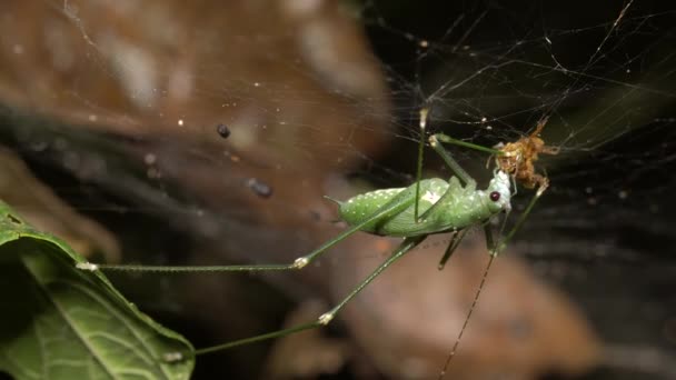 绿色Katydid的视频 蚱蜢在蜘蛛网里吃虫子 — 图库视频影像