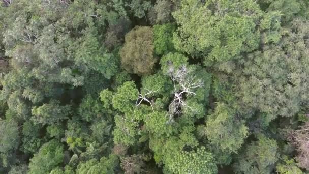 Widok Lotu Ptaka Dron Latający Nad Zielonymi Drzewami Lesie Wideo — Wideo stockowe