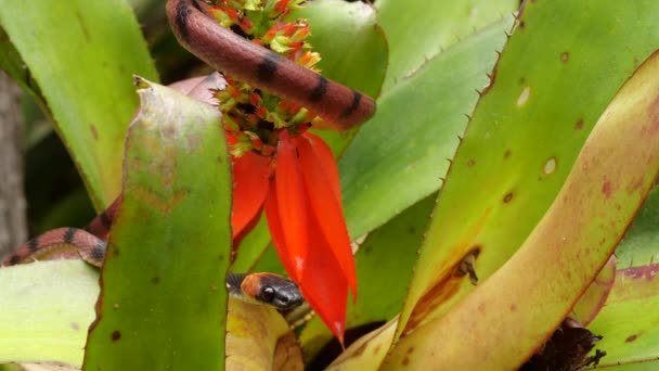 Vídeo Tropical Flat Snake Siphlophis Compressus Escalando Sobre Bromeliad Floreciente — Vídeos de Stock