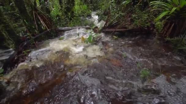 River Steam Water Flow Wild Tropical Forest Slow Motion Video — Stock Video