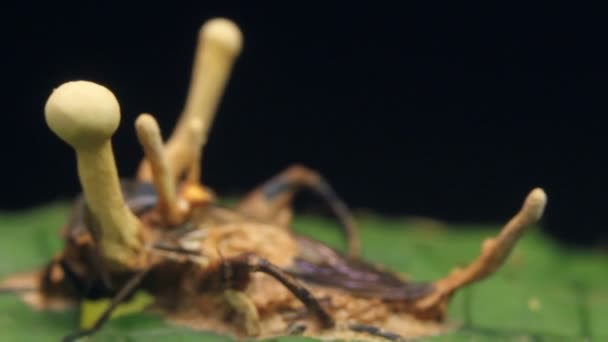 Video Cordyceps Fungus Infecting Fly Rainforest Ecuador — Stock Video